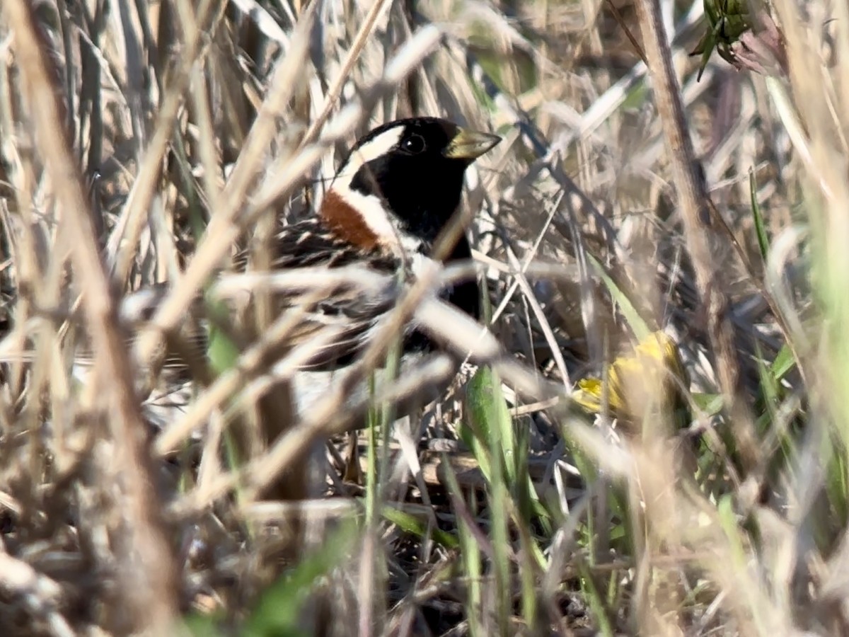 Lapland Longspur - ML569621301