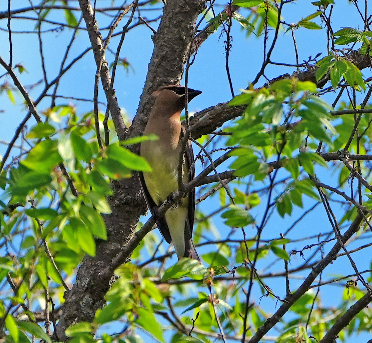 Cedar Waxwing - ML569621321