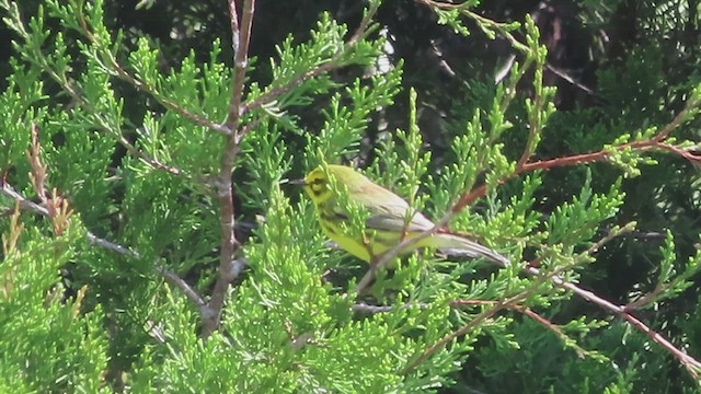 Prairie Warbler - ML569621951