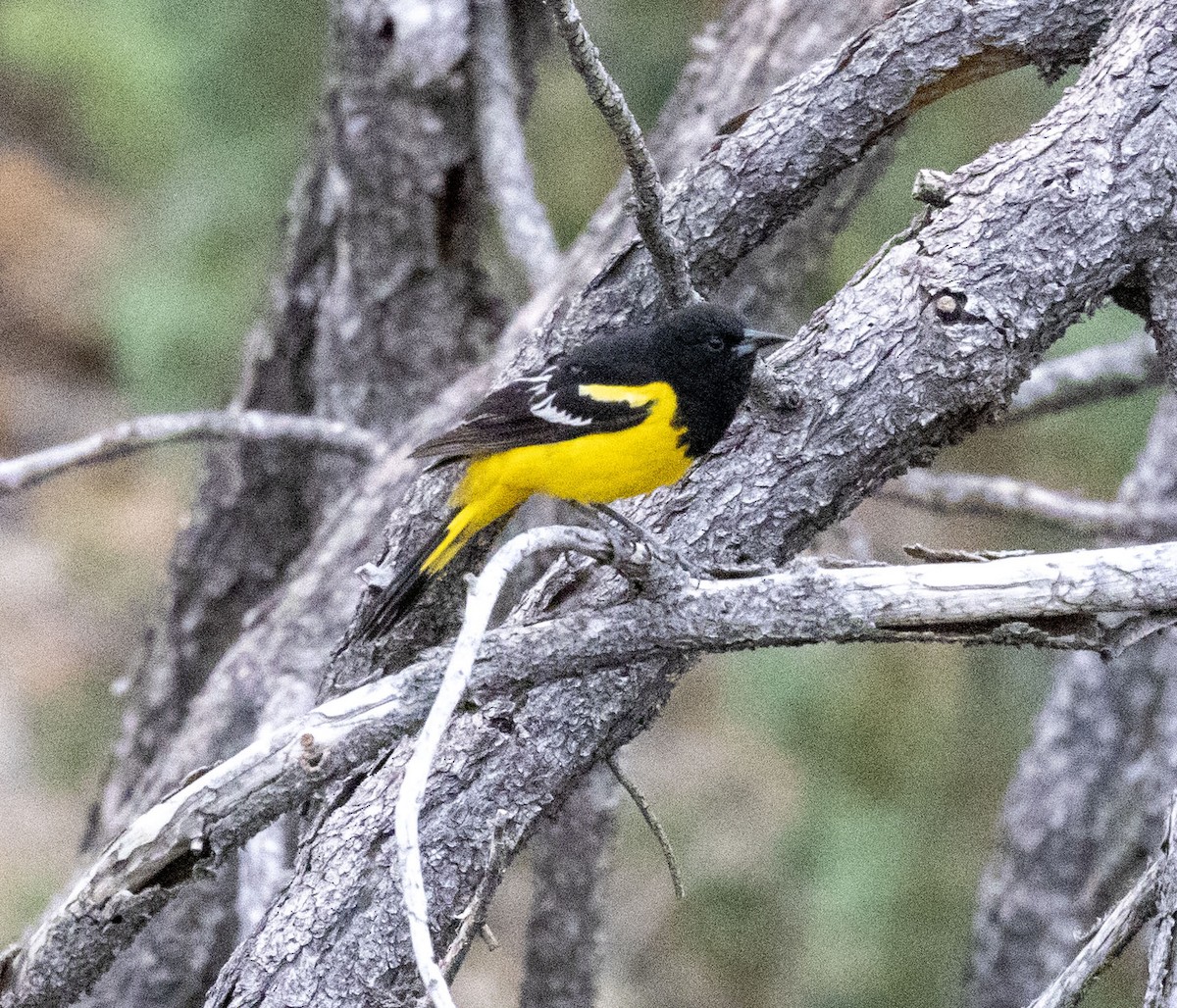 Scott's Oriole - ML569621971