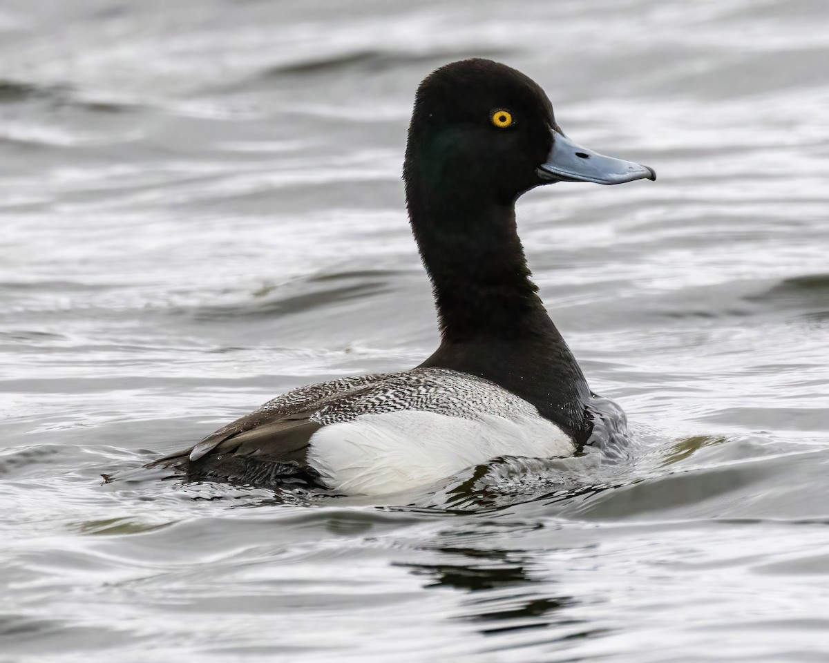 Greater Scaup - ML569622021