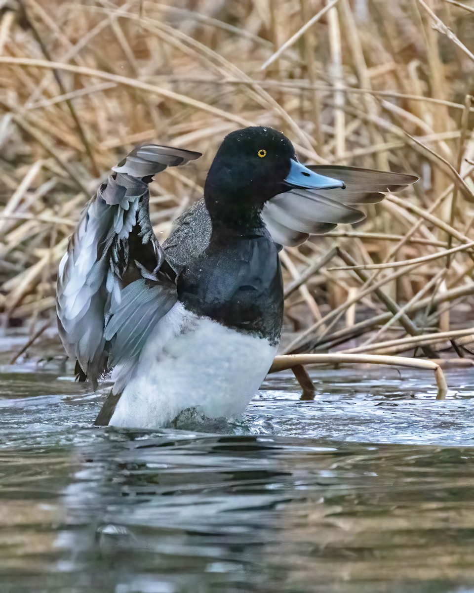 Greater Scaup - ML569622031
