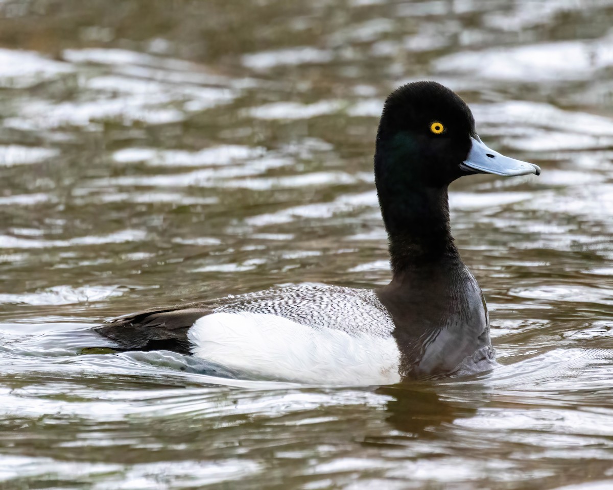 Greater Scaup - ML569622051