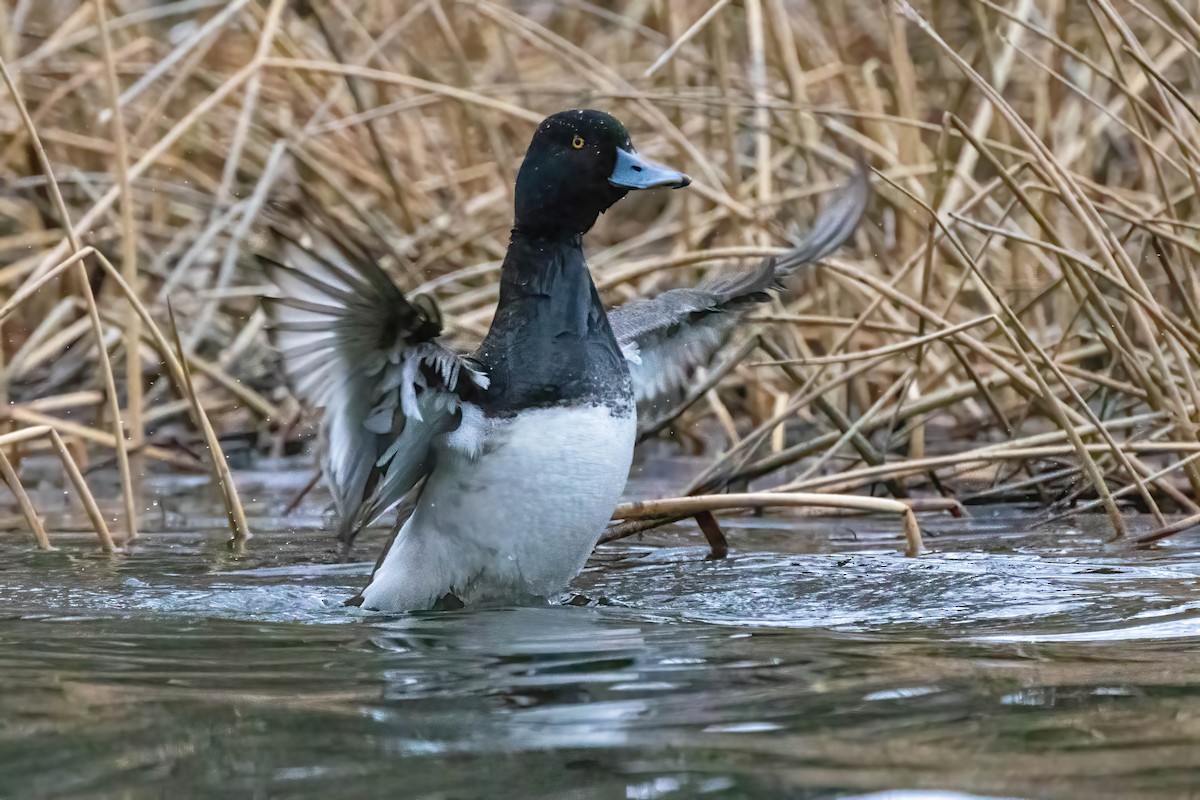 Greater Scaup - ML569622061