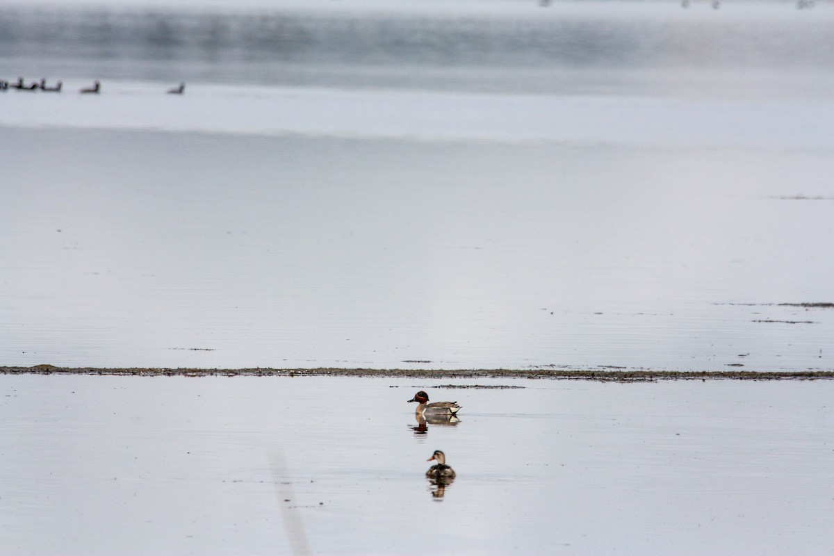 Green-winged Teal - Grant Pegram