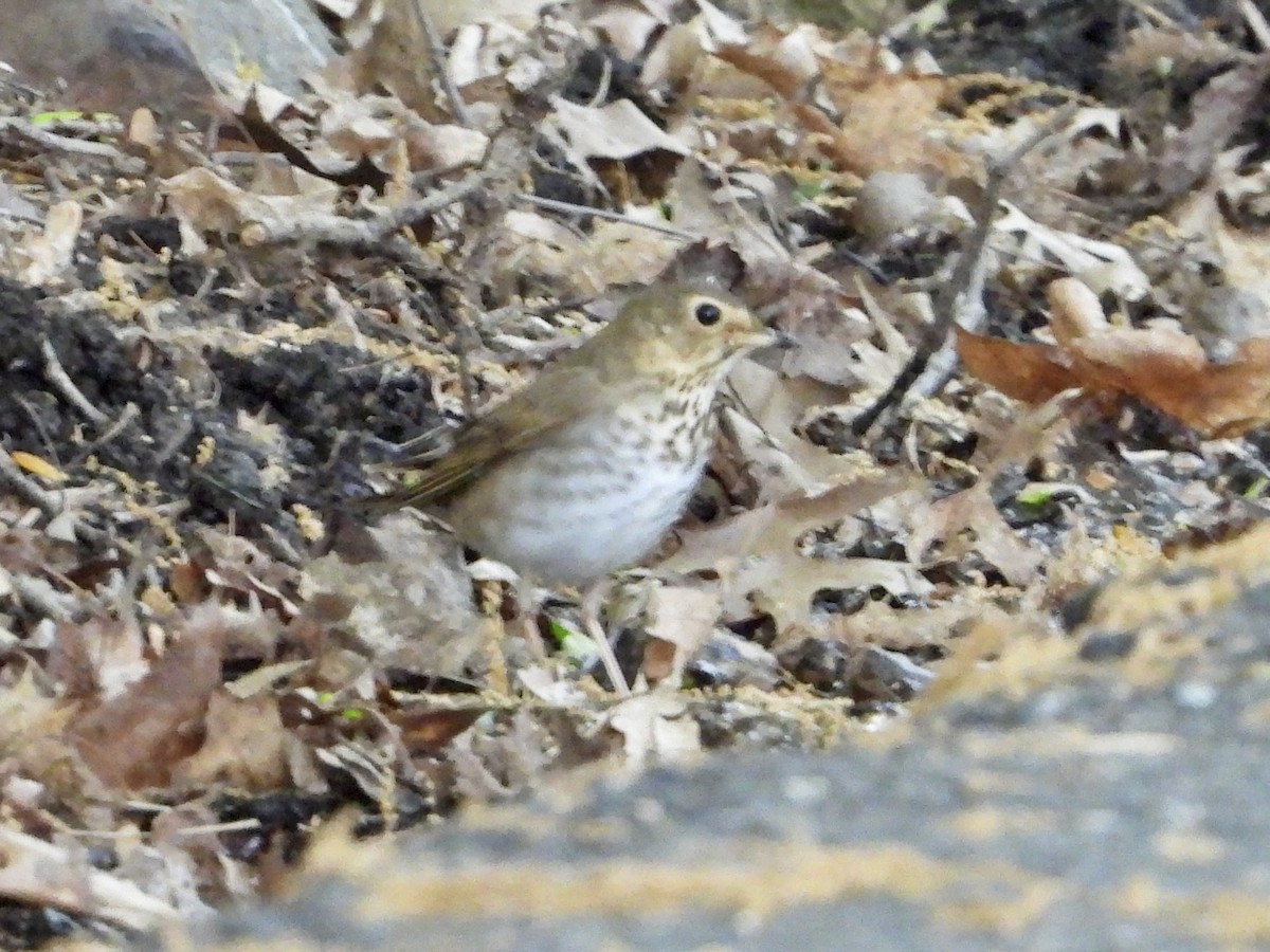 Swainson's Thrush - ML569622631