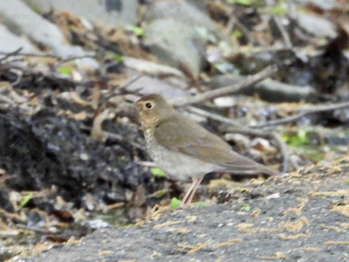 Swainson's Thrush - ML569622641