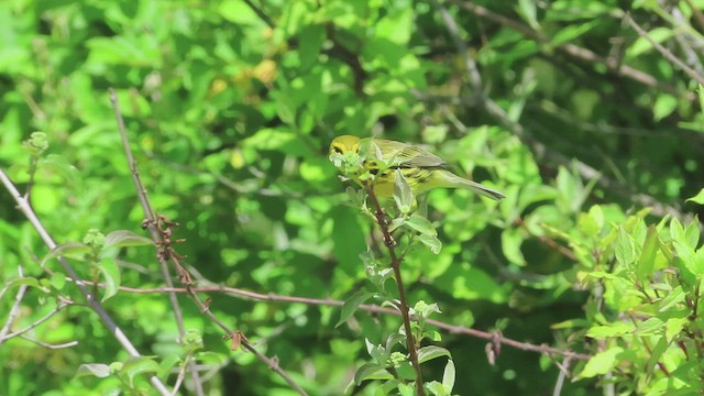 Prairie Warbler - ML569622781