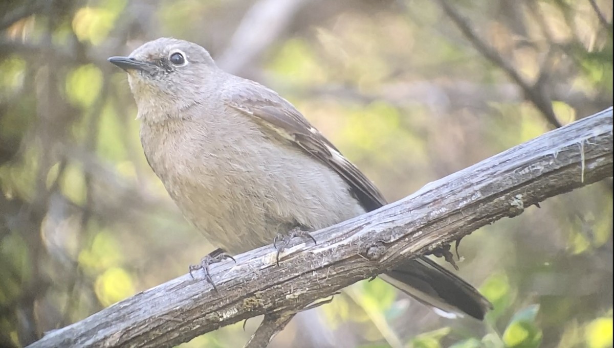 Townsend's Solitaire - ML569623041