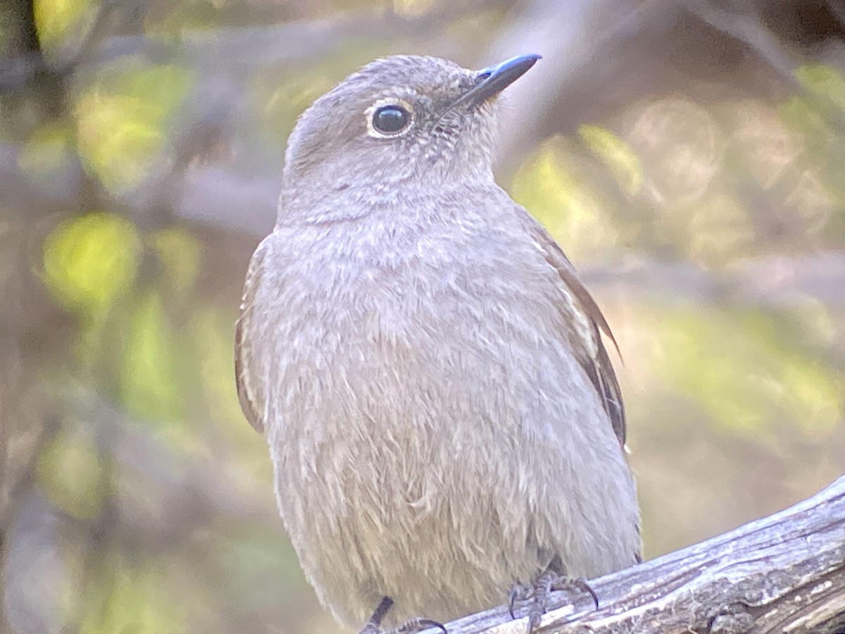 Townsend's Solitaire - ML569623051