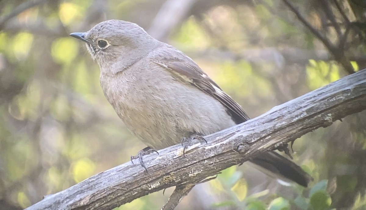 Townsend's Solitaire - ML569623061