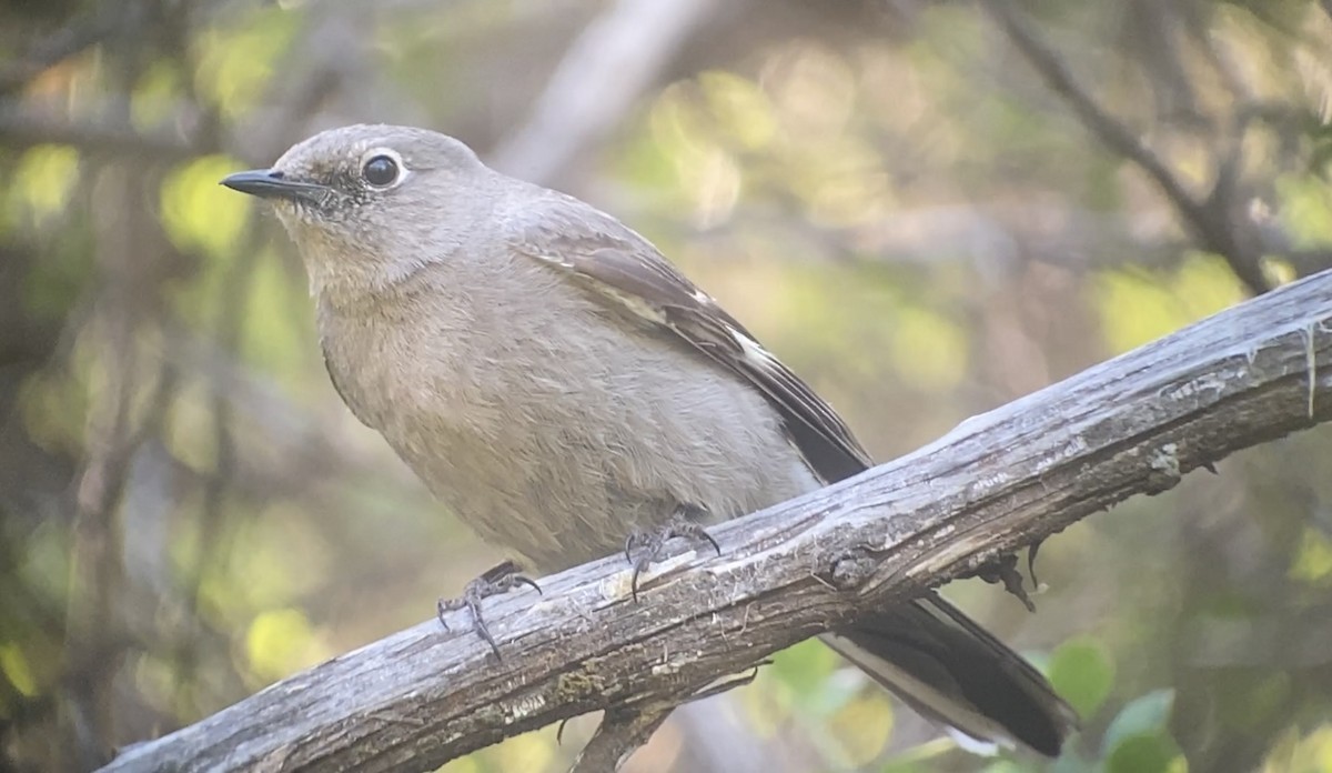 Townsend's Solitaire - ML569623071