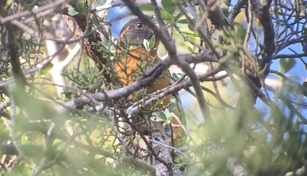 Black-headed Grosbeak - ML569623201