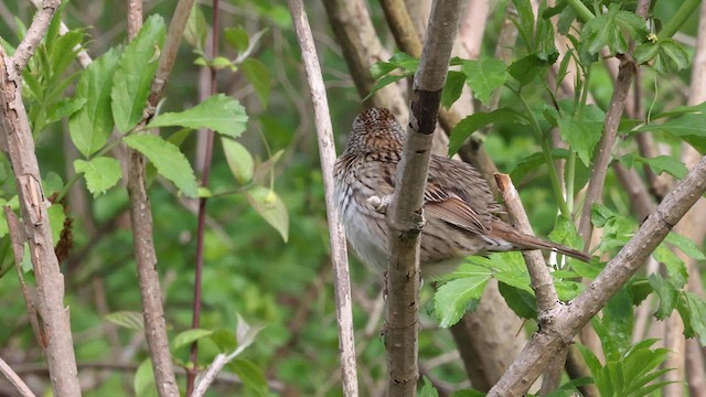 Lincoln's Sparrow - ML569623491