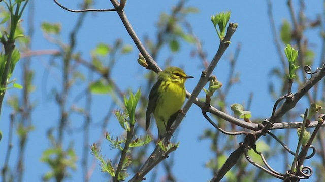 Пісняр-лісовик прерієвий - ML569623531