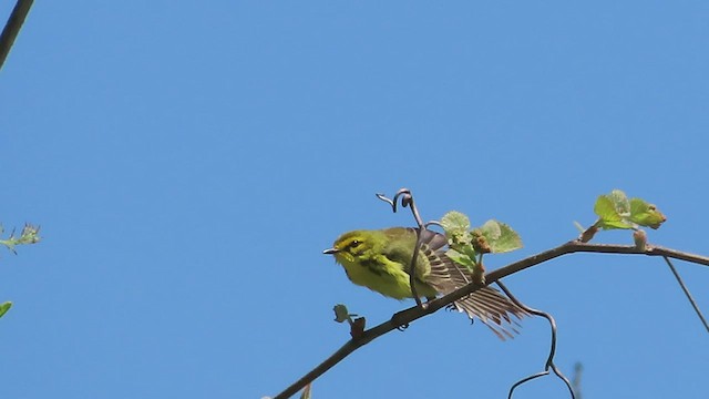 Prairie Warbler - ML569624291
