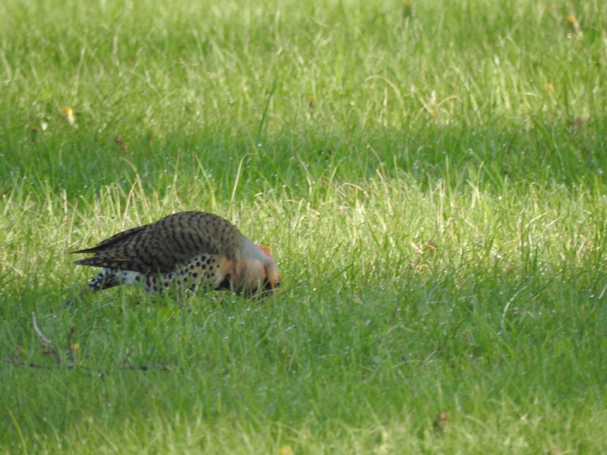 Northern Flicker - ML569624661