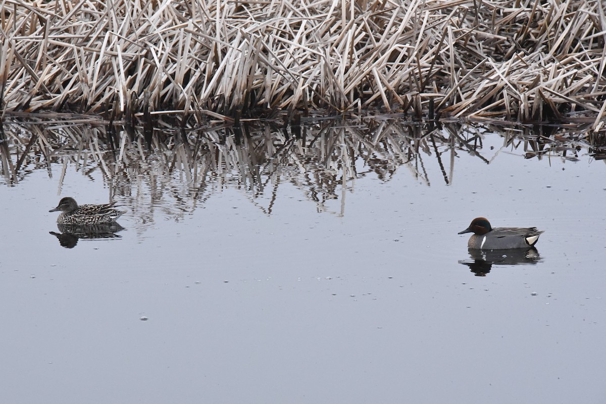 Green-winged Teal - ML569628751
