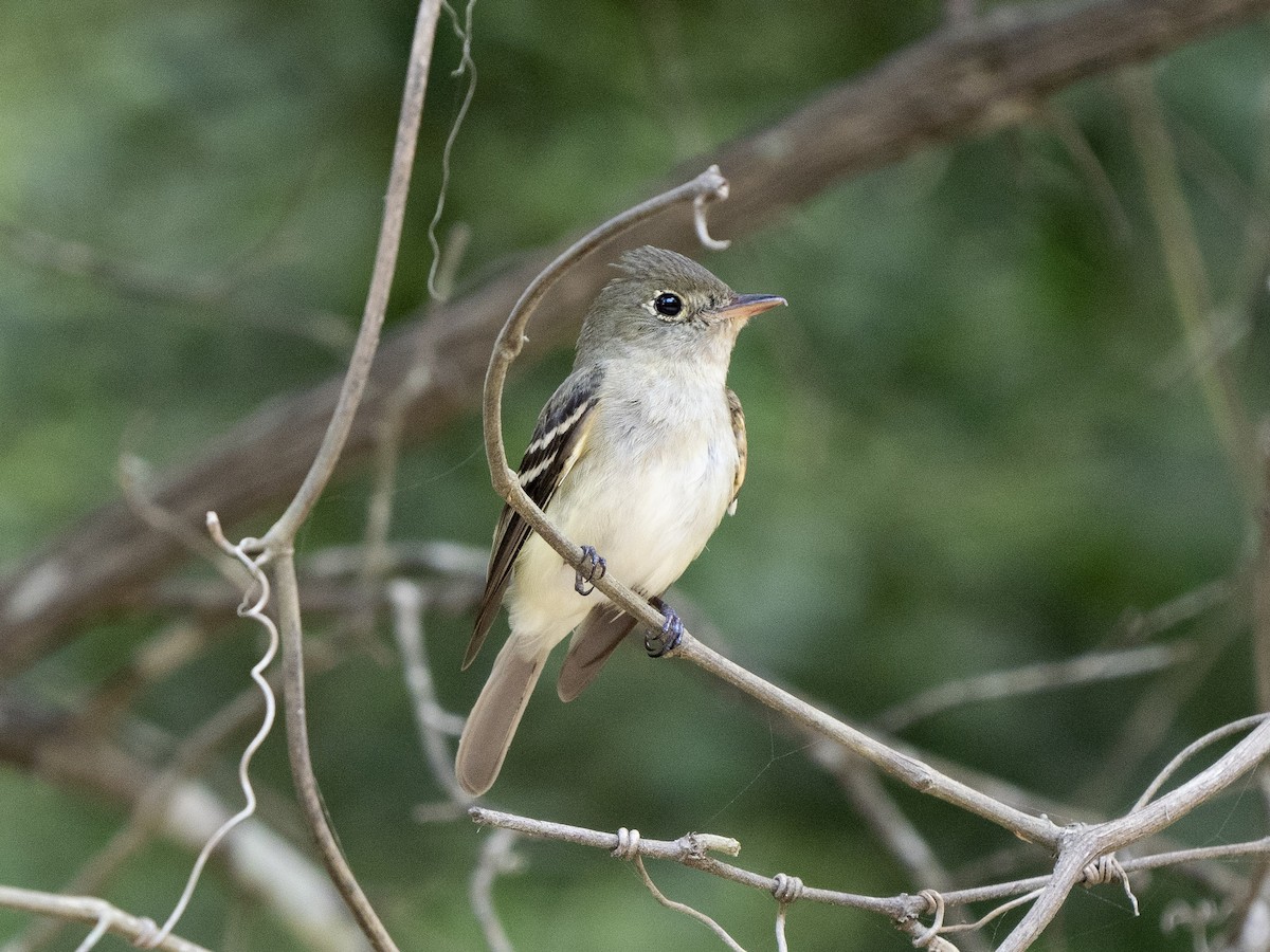 Buchenschnäppertyrann - ML569628991