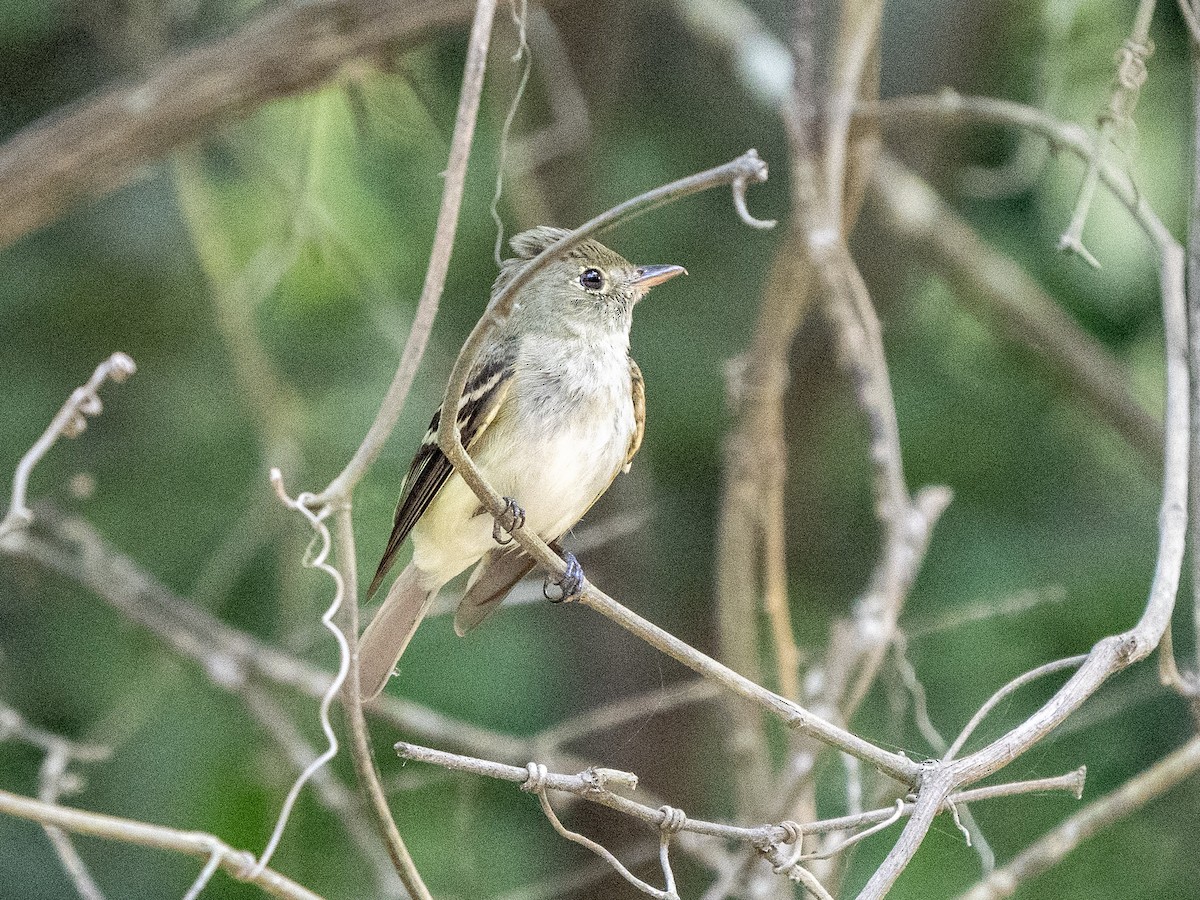 Acadian Flycatcher - ML569629001