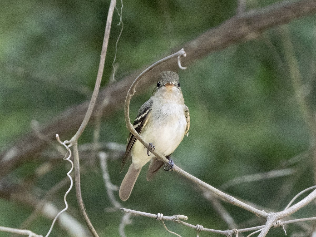 Acadian Flycatcher - Steven Hunter