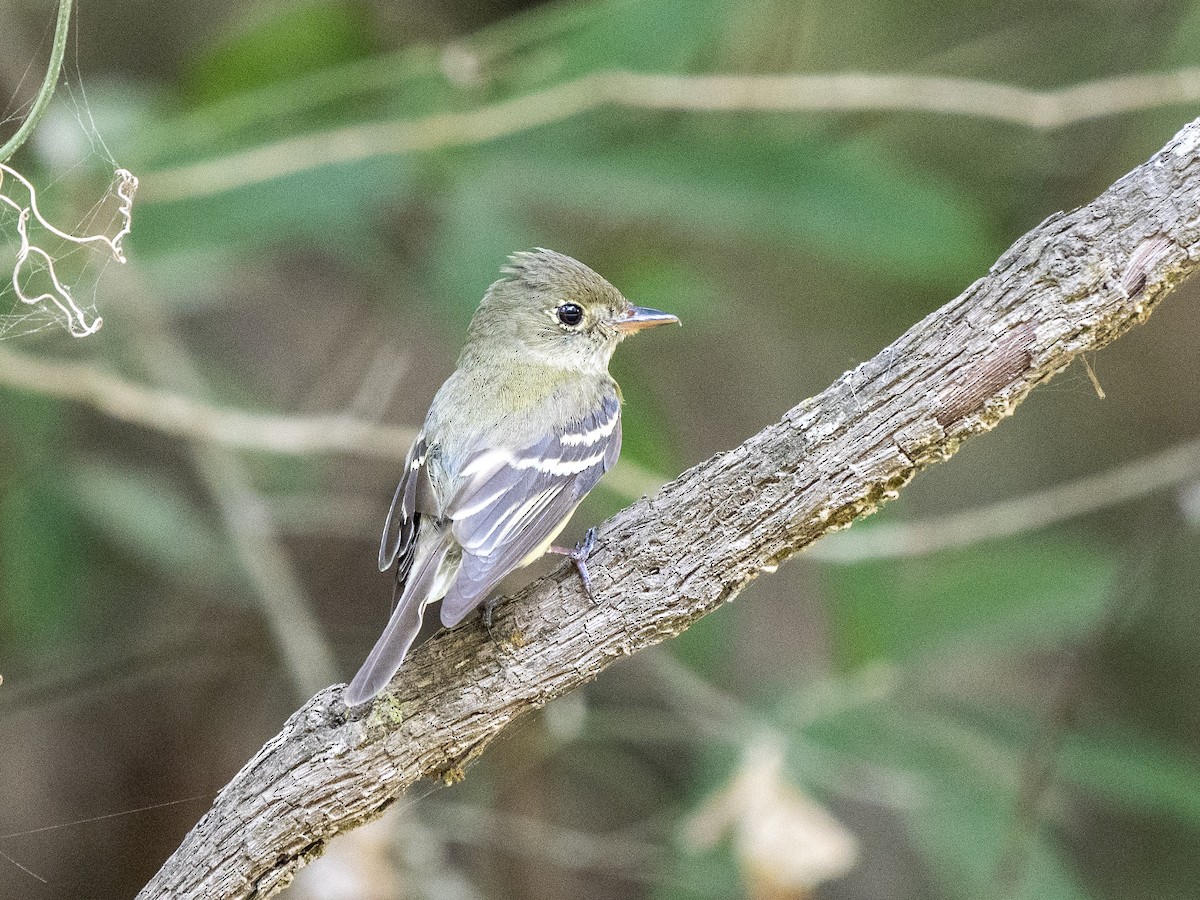 Buchenschnäppertyrann - ML569629031