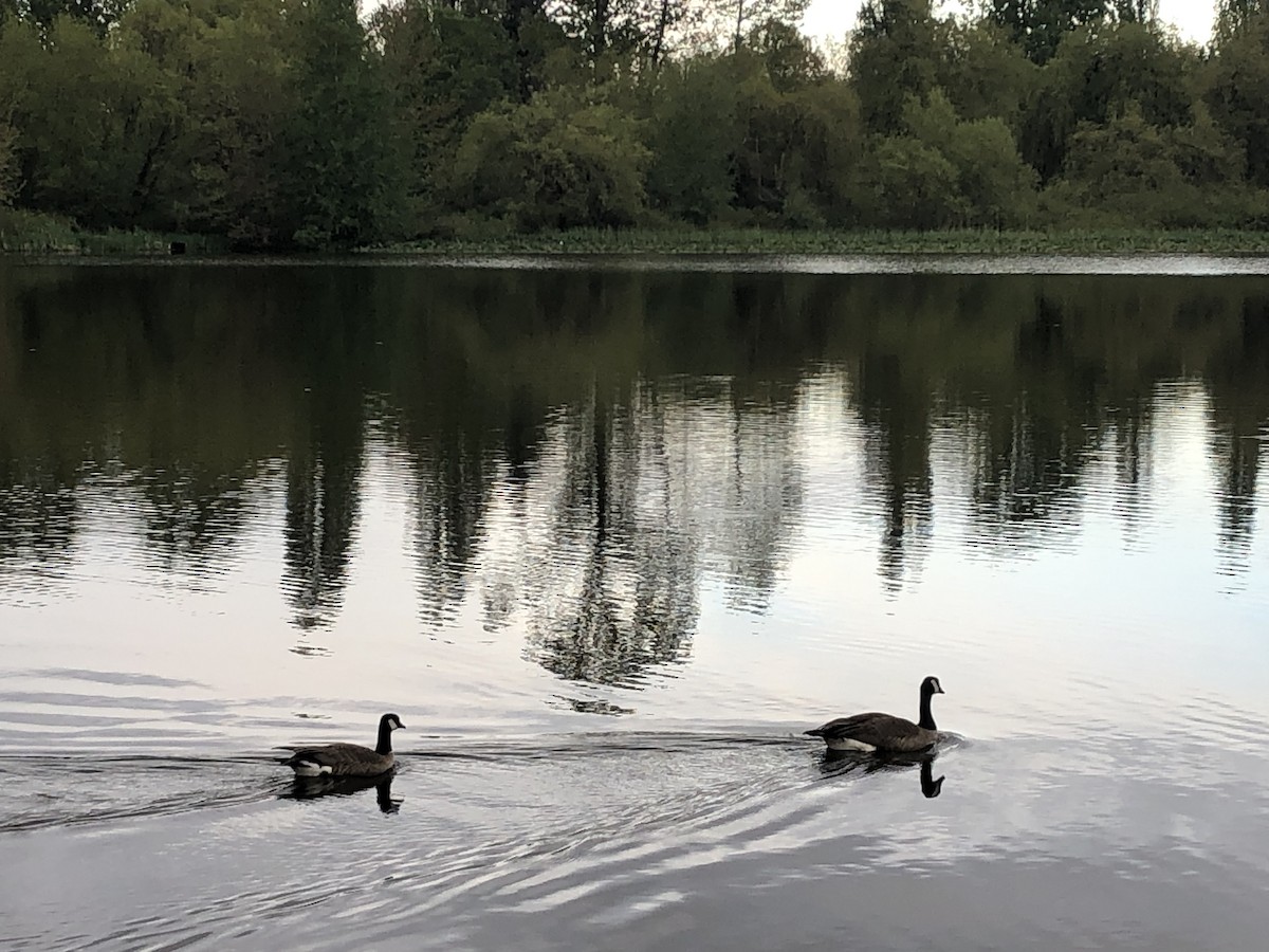 Казарка мала - ML569629421