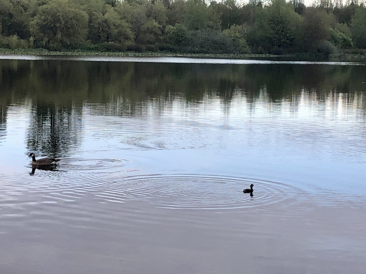 Пірникоза рябодзьоба - ML569630501