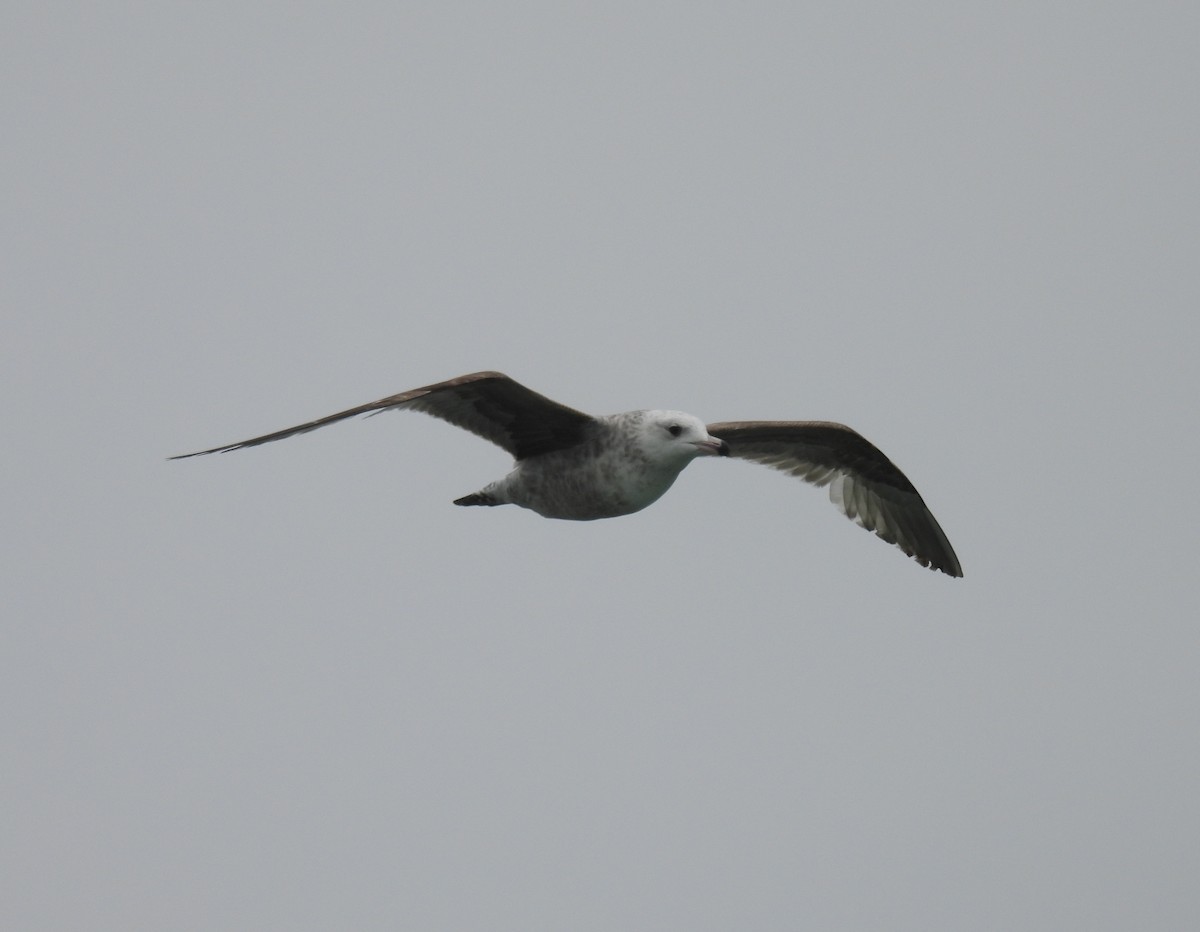 American Herring Gull - Jay Solanki