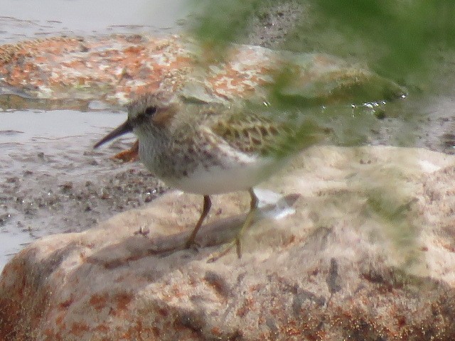 Least Sandpiper - ML569631181