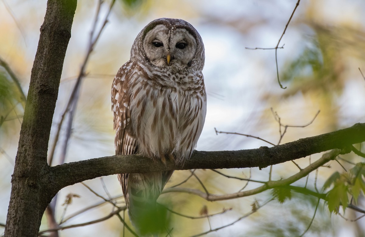 Barred Owl - Mike Good