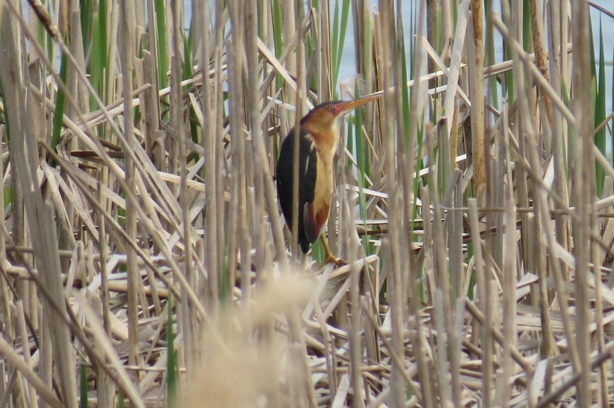 Least Bittern - ML569633611