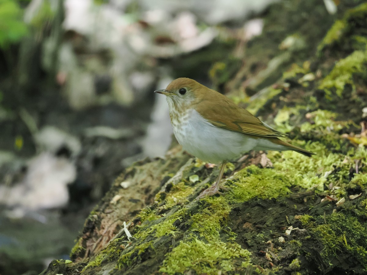 Veery - ML569633671