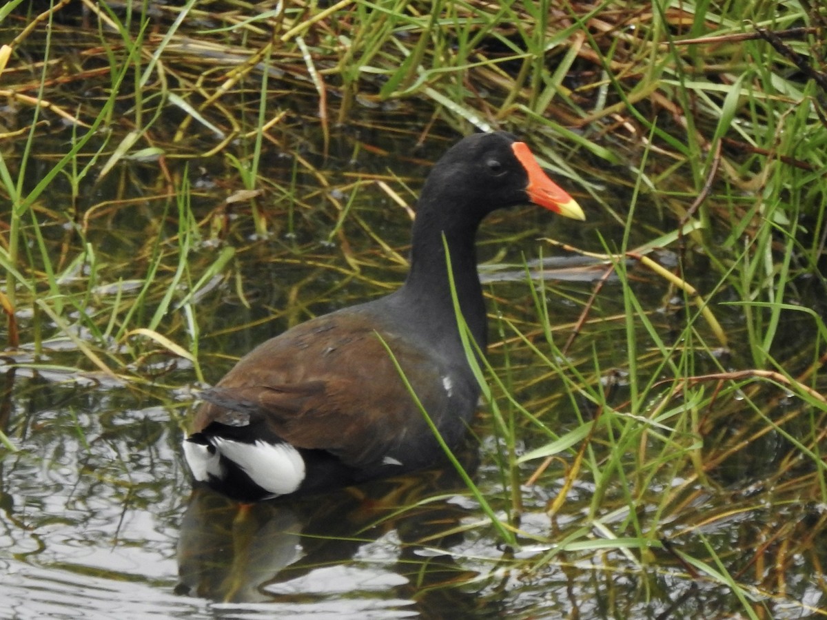 Gallinule d'Amérique - ML569633711