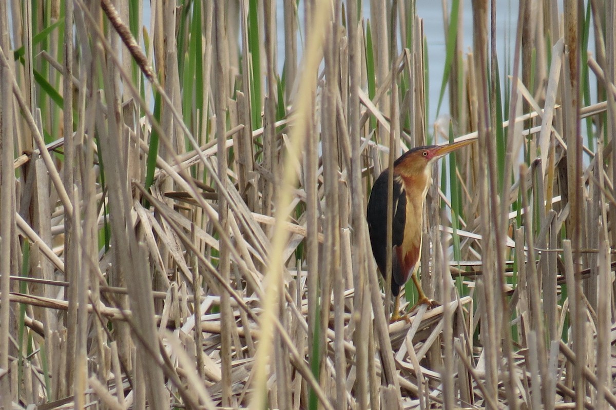 Least Bittern - Joedy Groulx