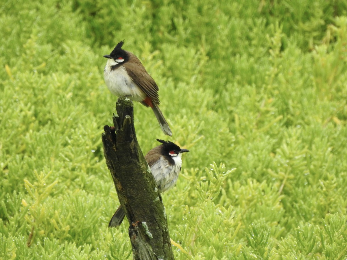 Red-whiskered Bulbul - Chris Burris