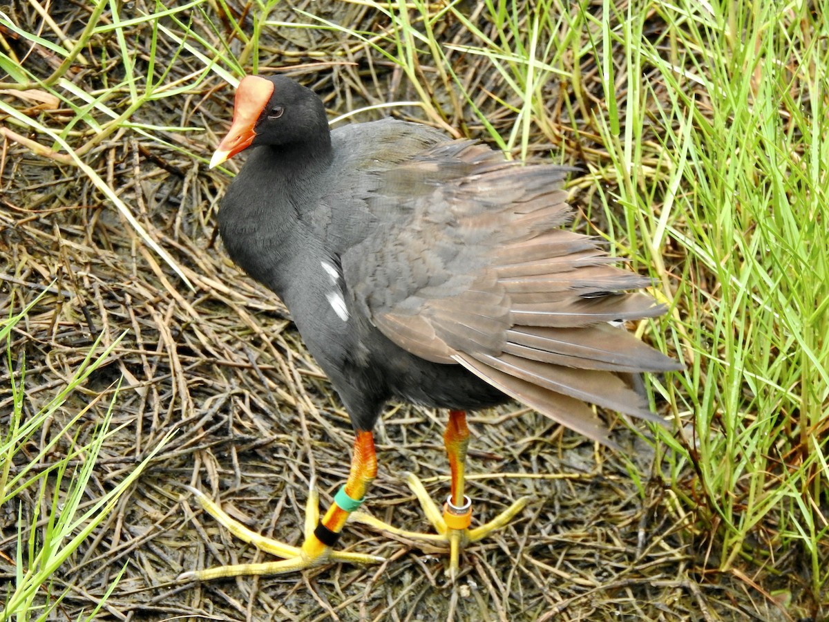 Common Gallinule - ML569634201