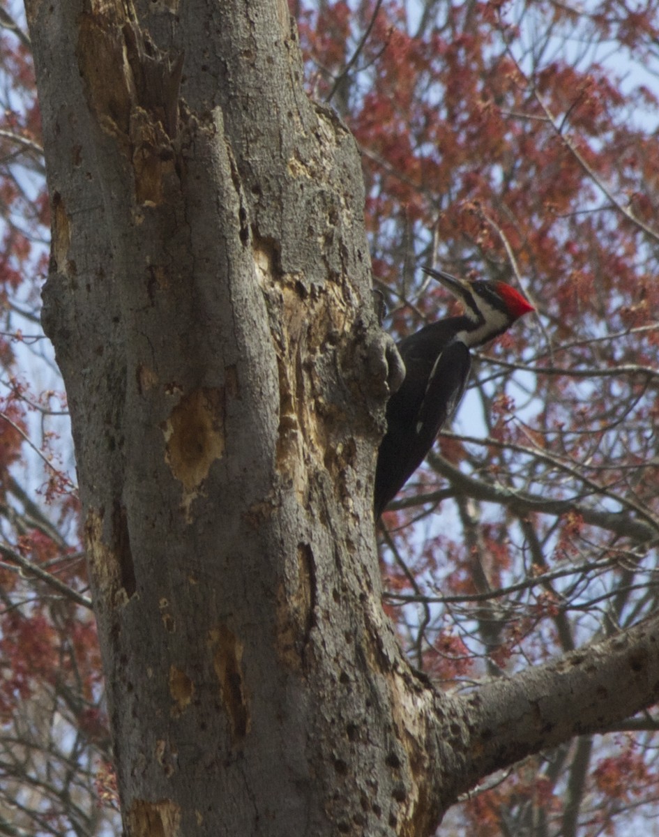 Pileated Woodpecker - Tim Antanaitis