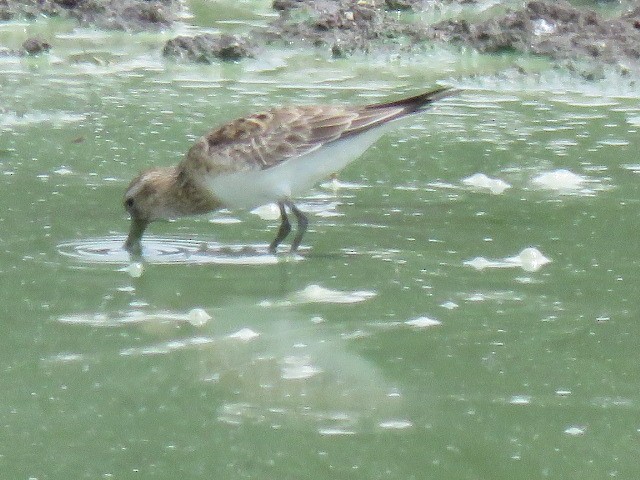 Baird's Sandpiper - ML569634901