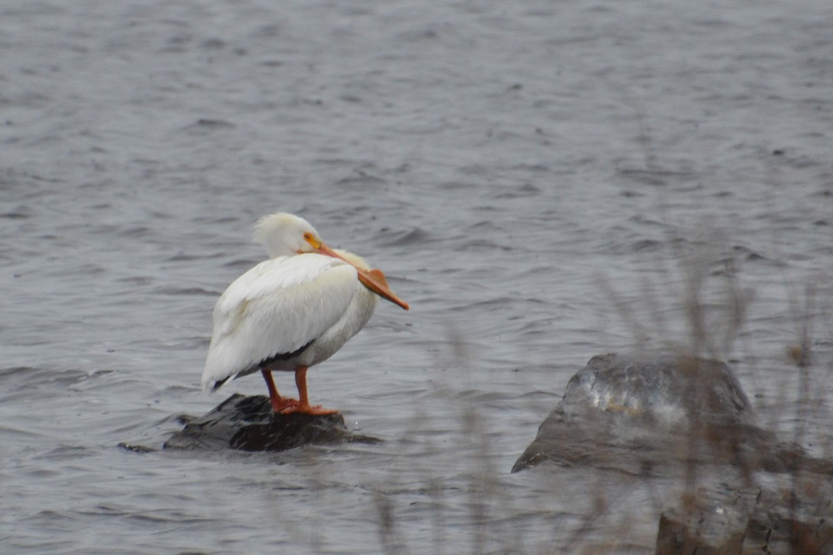 American White Pelican - ML569635021
