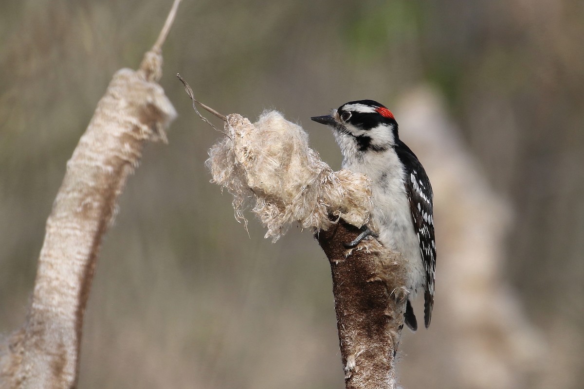 Downy Woodpecker - ML569635861