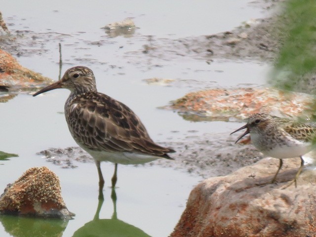 Pectoral Sandpiper - ML569635961