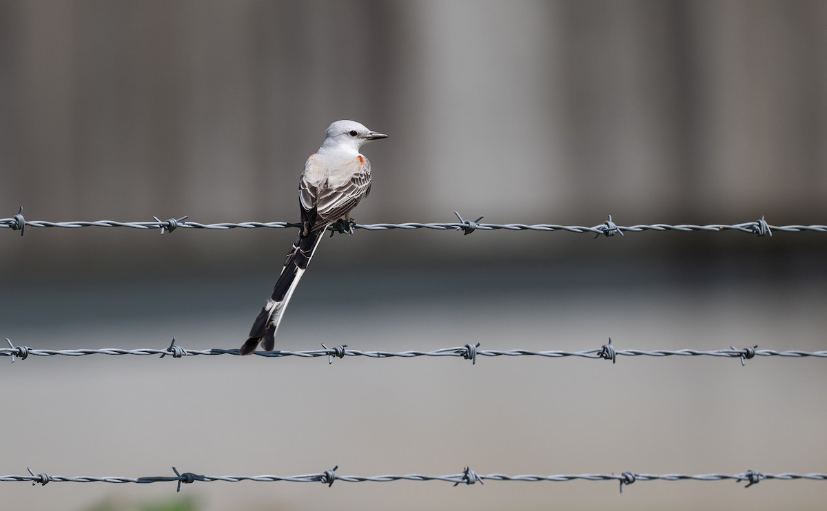 Scissor-tailed Flycatcher - ML569636561