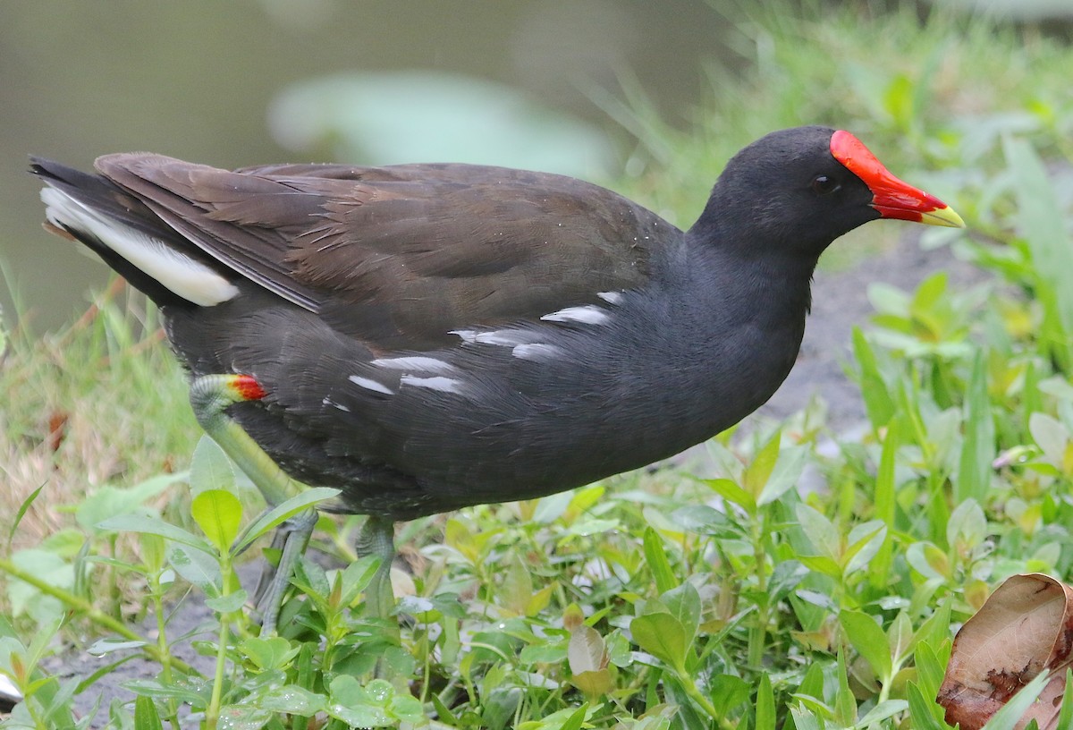 Eurasian Moorhen - Gil Ewing