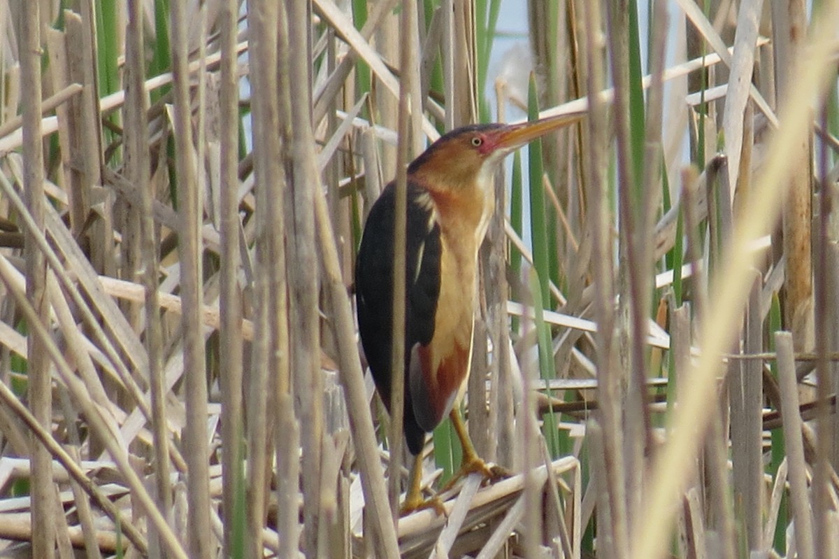 Least Bittern - ML569637431