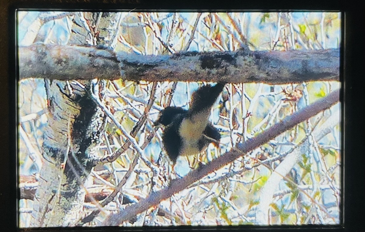 Yellow-breasted Chat - ML569638121