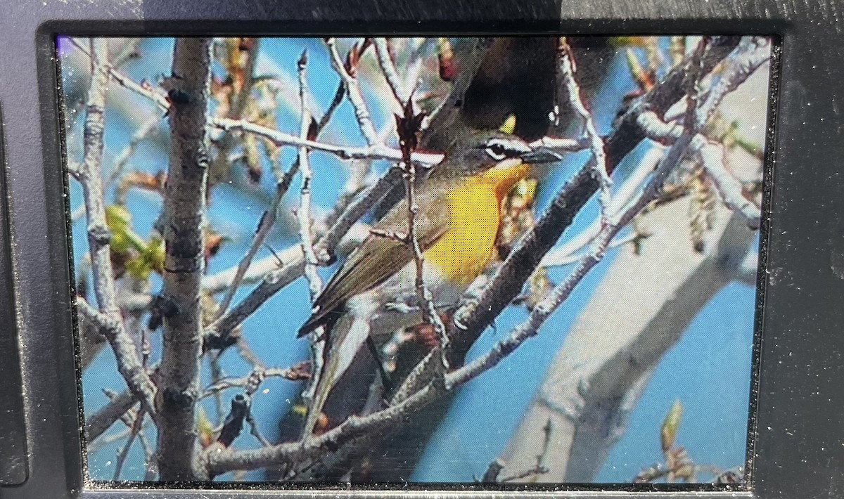 Yellow-breasted Chat - ML569638151