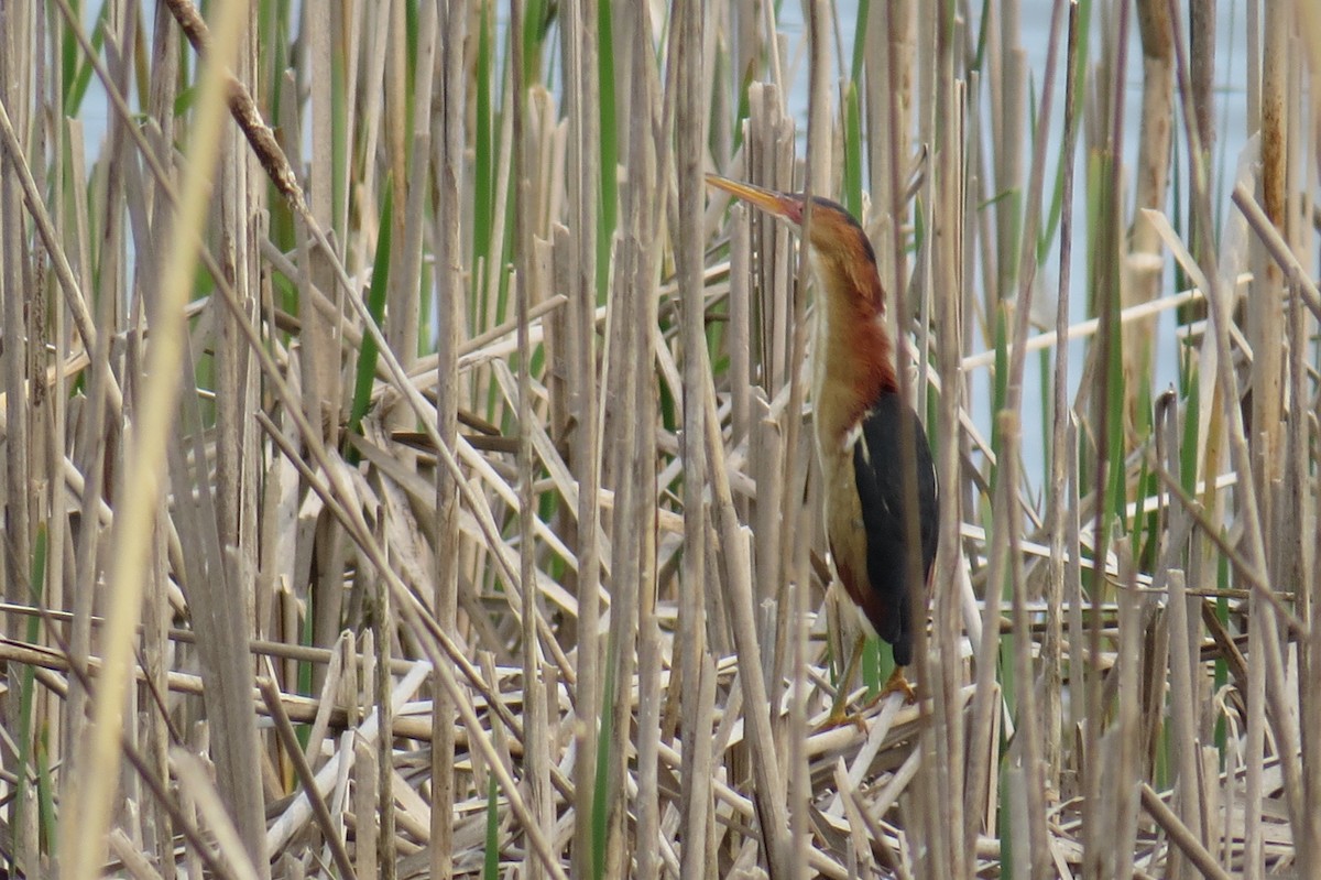 Least Bittern - ML569638211