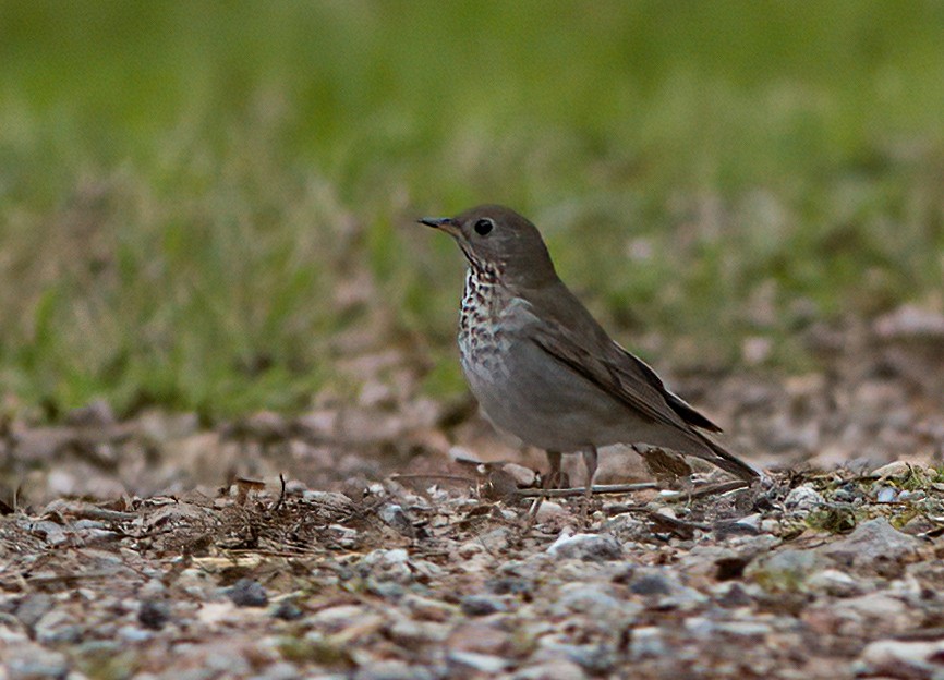 Gray-cheeked Thrush - John Gluth