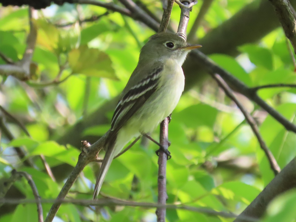 Least Flycatcher - ML569639831